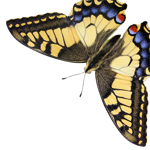 Image of a scanned butterfly specimen.