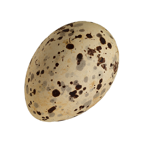 Egg Specimen Image