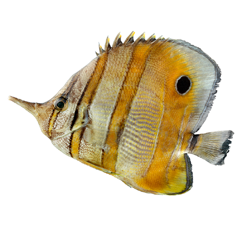 Fish Specimen Image
