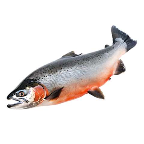 Salmon Specimen Image