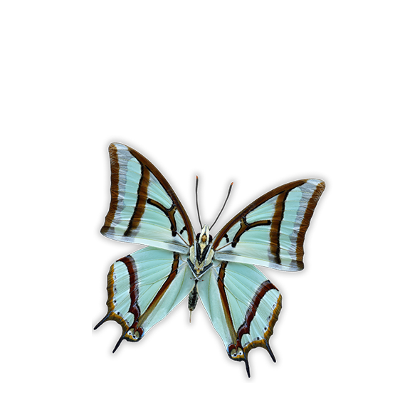 Header image for course