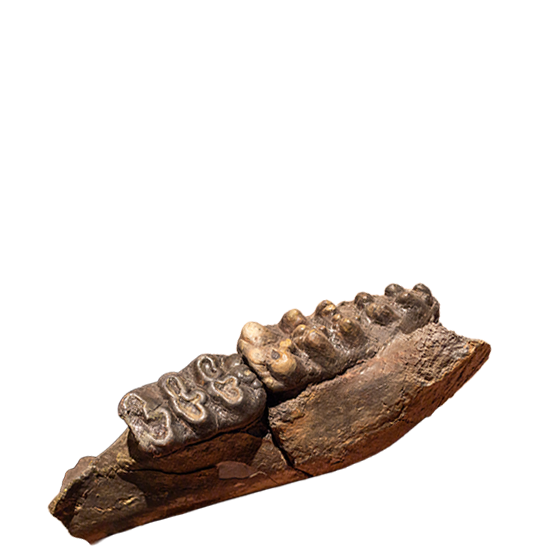 Header image for course