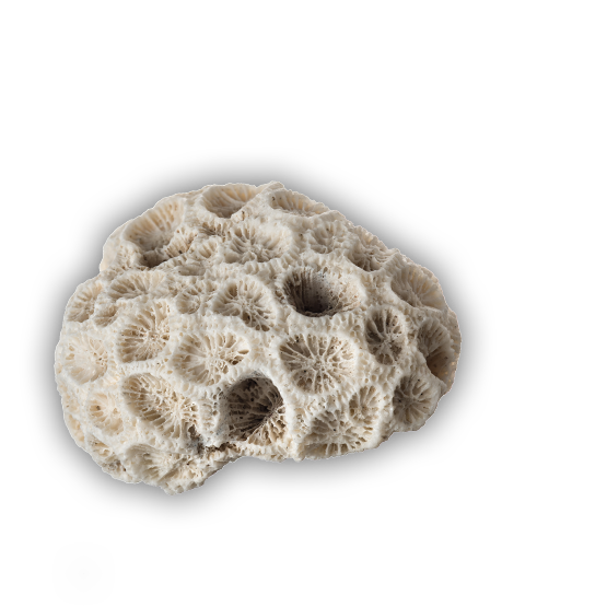 Header image for course